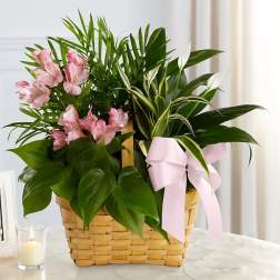 Pink flowers and assorted green plants in a woven basket with a pink ribbon.