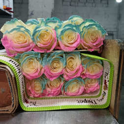 20 MARSHMALLOW ROSES PACK