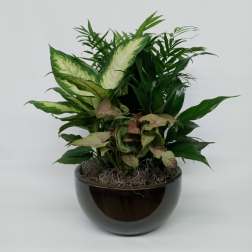 Dish Garden small