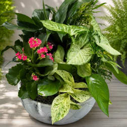Mixed green plant arrangement with pink blooms in a white bowl planter