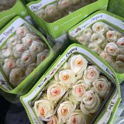20 WHITE ROSES PACK