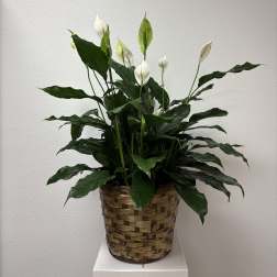 White peace lilies in a woven basket planter