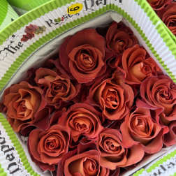 20 CHOCOLATE ROSES PACK