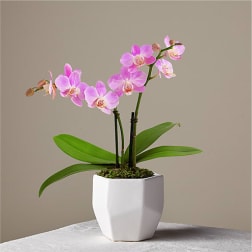 Pink orchid plant in a white pot