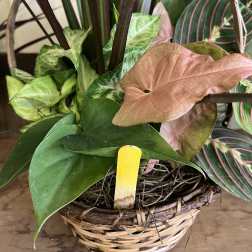 Dish Gardens