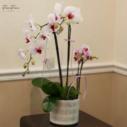 White and pink orchids in a patterned ceramic pot