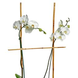 Tall white phalaenopsis orchid planter with bamboo supports in an oval gray pot