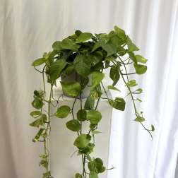 Trailing pothos plant in a white square planter