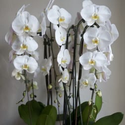 White orchids in a white bowl planter