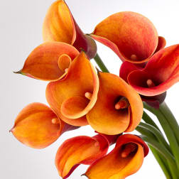 Orange and red calla lilies on long stems against a white background