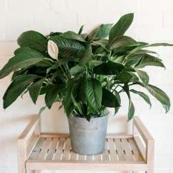 Potted peace lily plant with white blooms in a metal container