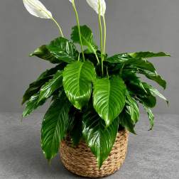 Peace Lily 10 inch