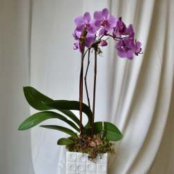Phalaenopsis Orchid Plant