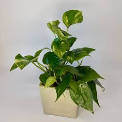 Golden Heart Pothos
