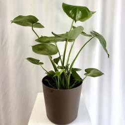 Potted green houseplant with broad glossy leaves in a brown container
