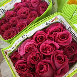 20 HOT PINK ROSES PACK