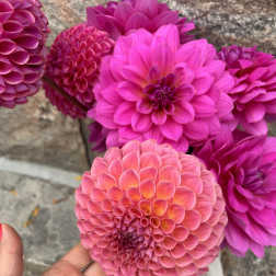 Bright pink and coral dahlia blooms held in a hand