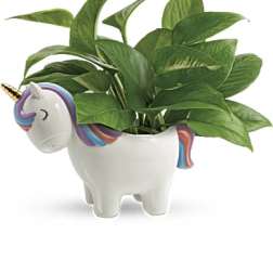 Peaceful Unicorn Pothos
