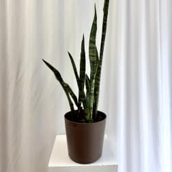 Potted snake plant with tall striped leaves in a brown container