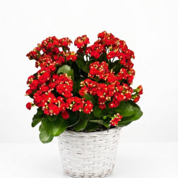 Red flowering plant in a white woven basket planter