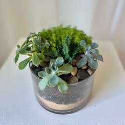 Succulent Twist