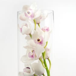 White and pink orchids in a clear glass cylinder vase with black stones