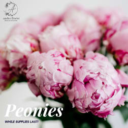 Pink peonies in a close-up floral arrangement