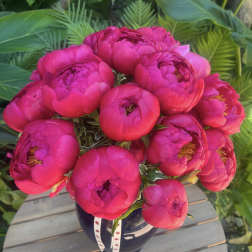 Bouquet of bright pink peonies in a dark vase