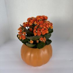 Orange flowers arranged in a pumpkin-shaped container