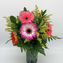 Sweet Gerbera Splash