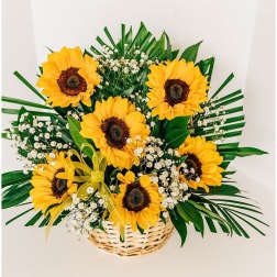 Basket arrangement of sunflowers with baby's breath and palm leaves