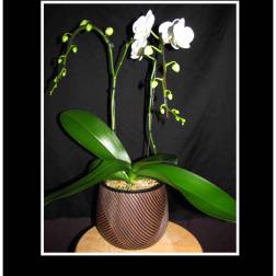 White Phalaenopsis Orchid Short 2 stem