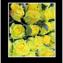 Yellow Long Stem Roses Wrapped Bouquet