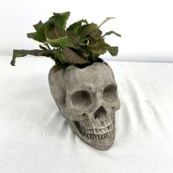 Potted plant in a skull-shaped planter
