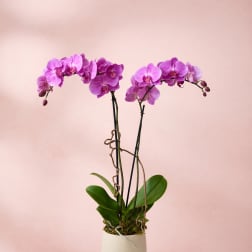 Potted pink orchid plant in a cream ceramic pot