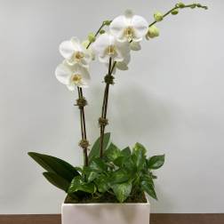 White orchids arranged in a rectangular white planter with green foliage