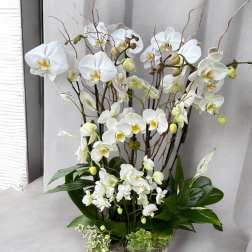 White orchid arrangement in a white bowl planter