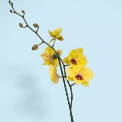 Yellow orchid plant in a white ceramic pot