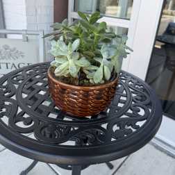 Succulent Garden
