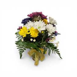 Stems and Sunshine