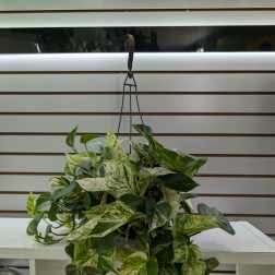 Hanging pothos plant with variegated green and cream leaves