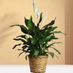 Potted peace lily with white blooms in a woven basket