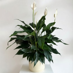 Potted peace lily arrangement with white blooms in a cream ceramic pot