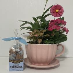 Cup of Love Flowering Plant