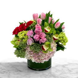 The Blooming Tulips.