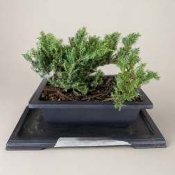 Small potted evergreen plant in a black rectangular container