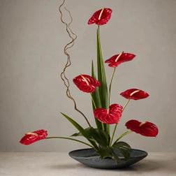 Red anthurium arrangement in a shallow dark bowl with tall green leaves