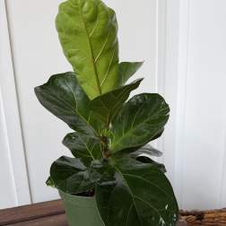 Potted fiddle leaf fig plant with large glossy green leaves