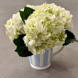 White hydrangea arrangement in a striped ceramic pitcher
