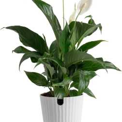 Peace Lilly Spathiphyllum 12 in plant